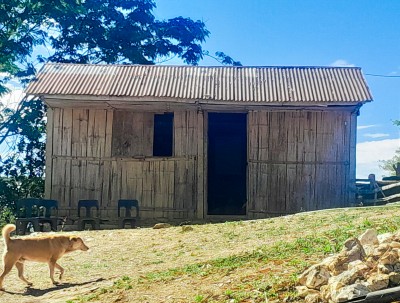 A dog walks in front of a hut