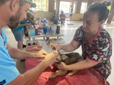 Man and woman both working to help a dog