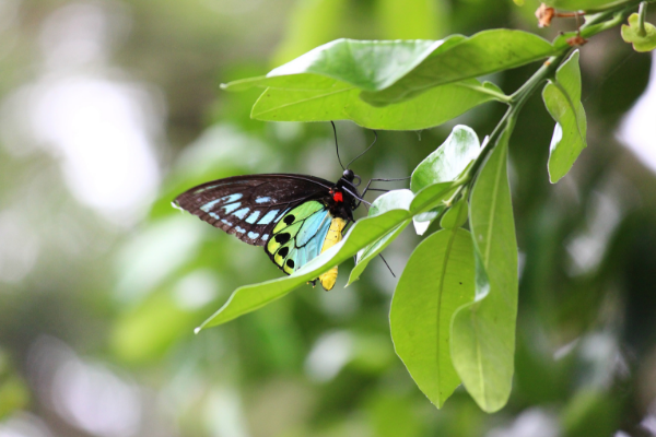 Butterfly Bougainville